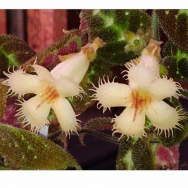 Drymonia variegata