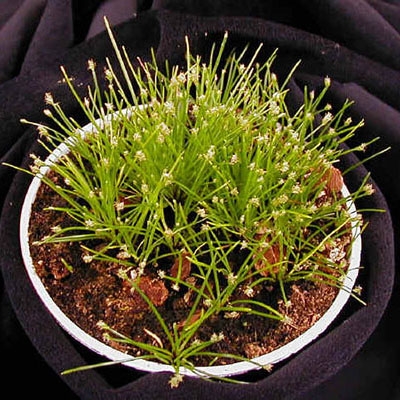 Eleocharis radicans