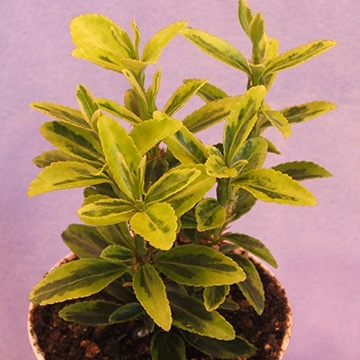 Euonymus jap. aureo var.