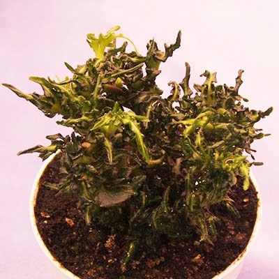 Hedera h. Willie