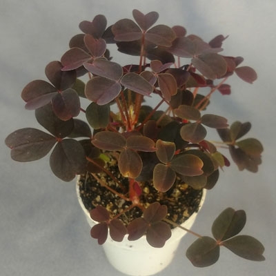 Oxalis vulcanicola