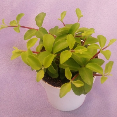 Peperomia trifolia