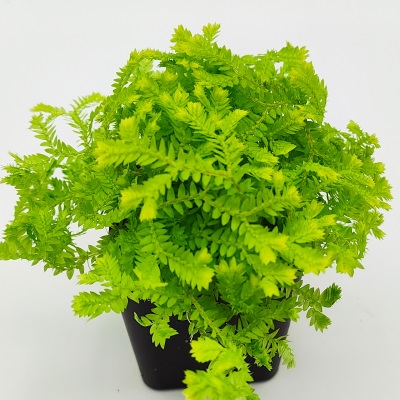 Selaginella kr. aurea