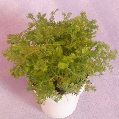 Selaginella caulescens