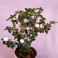 Serissa flora-plena