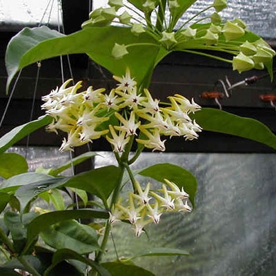 multiflora