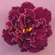 Ma's Purple Poodle