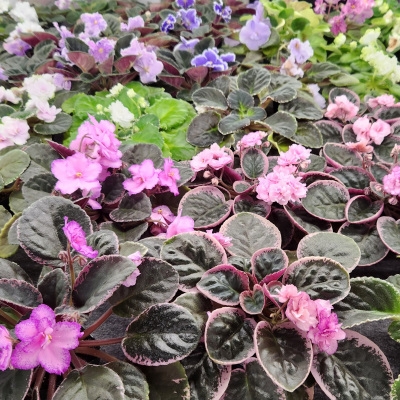 Std Violets in bloom