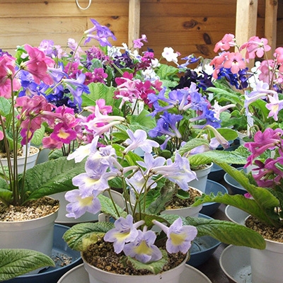 5 Streptocarpus